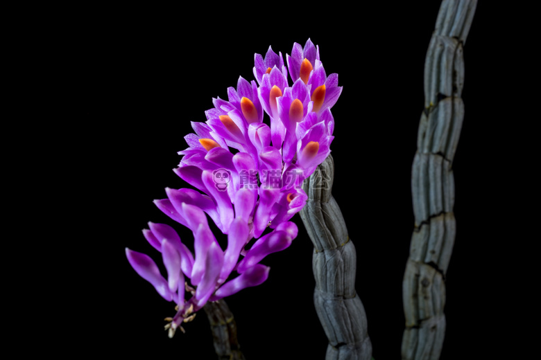 开花 花 兰花