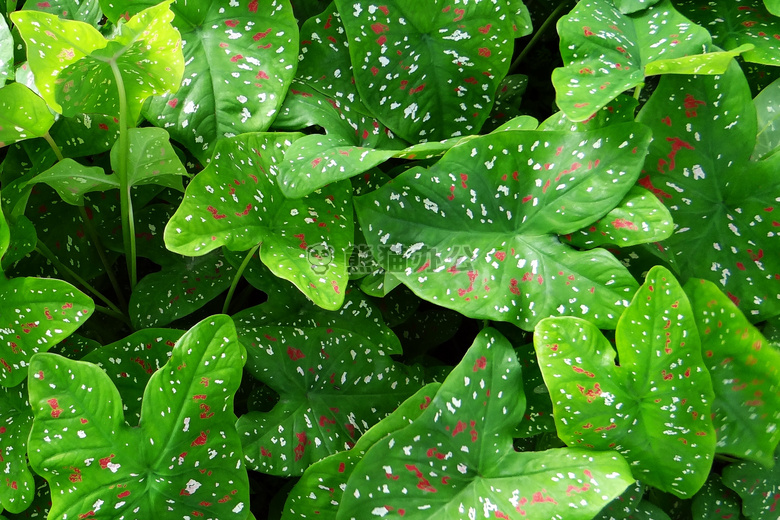 后院 花叶芋 花园