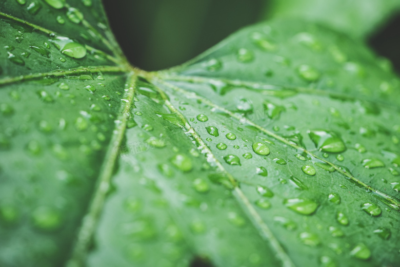 雨后绿色叶子特写图片