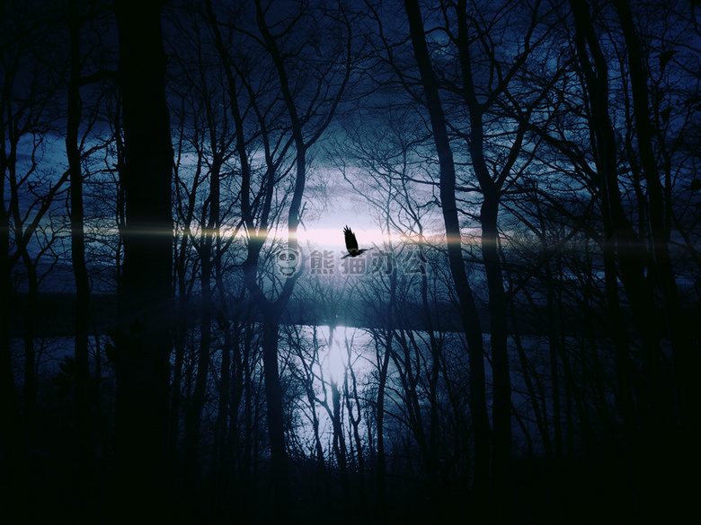 鸟 黑暗的 湖