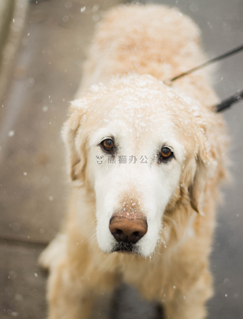 动物 犬 特写