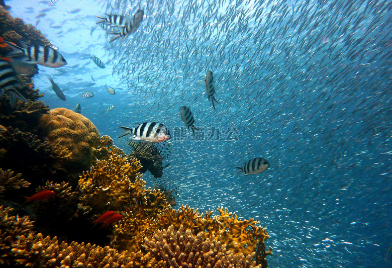 丰富多彩的 珊瑚 潜水