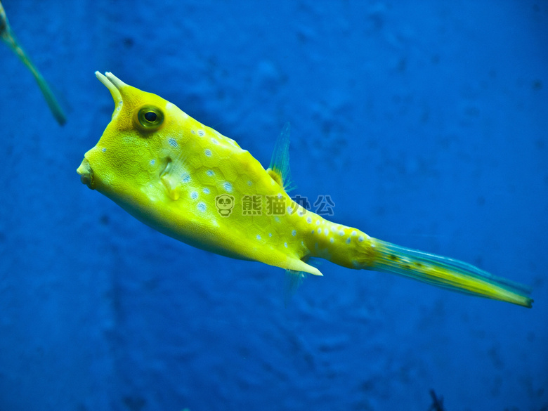 水族馆 Boxfish 角鱼