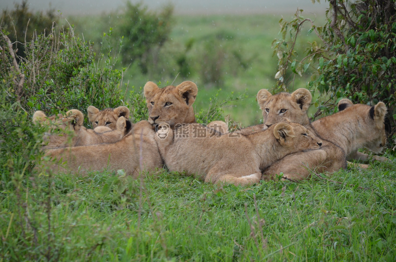 非洲 肯尼亚 狮子