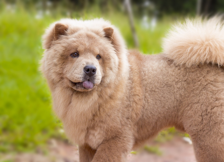 成年松狮犬图片