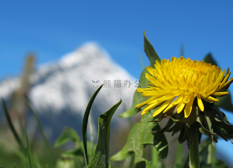 开花 蒲公英 山