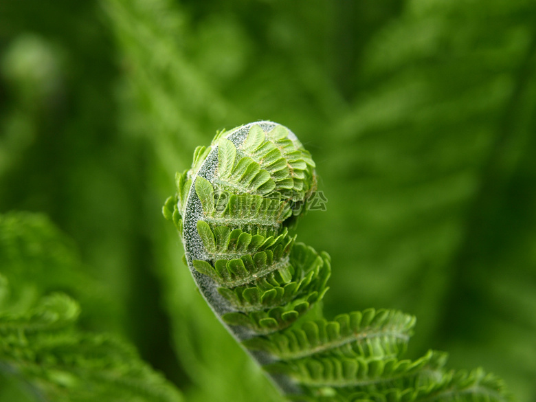 特写 蕨类植物 绿色