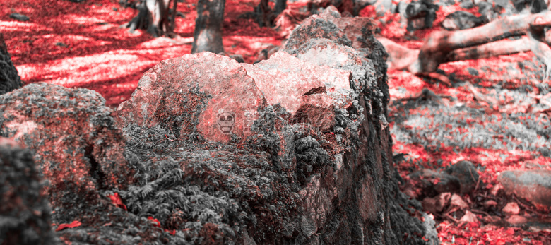 秋天 深红色的 森林