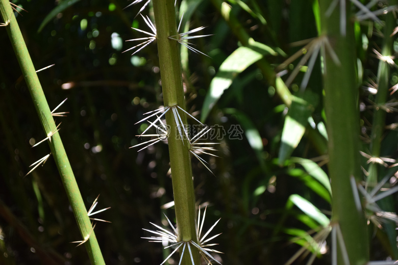 自然 植物 穗状花序