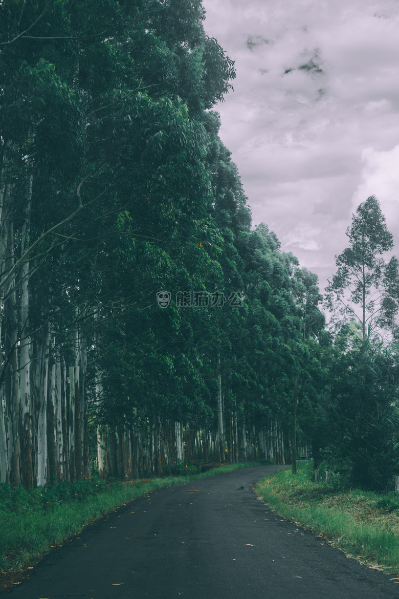 乡村 森林 路径