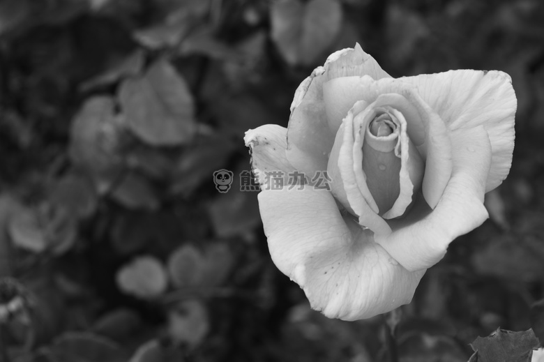 黑白 绽放 花