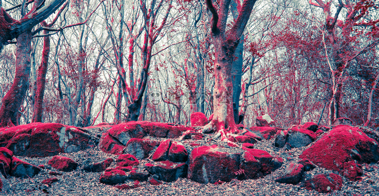 巴纳 深红色的 森林