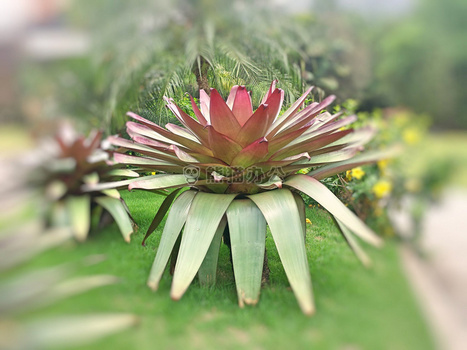 春华背景图片大全_春华背景素材下载_熊猫办公