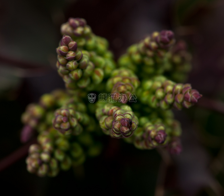 模糊 芽 植物区系