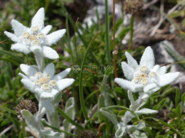 高山 愿你ß 花