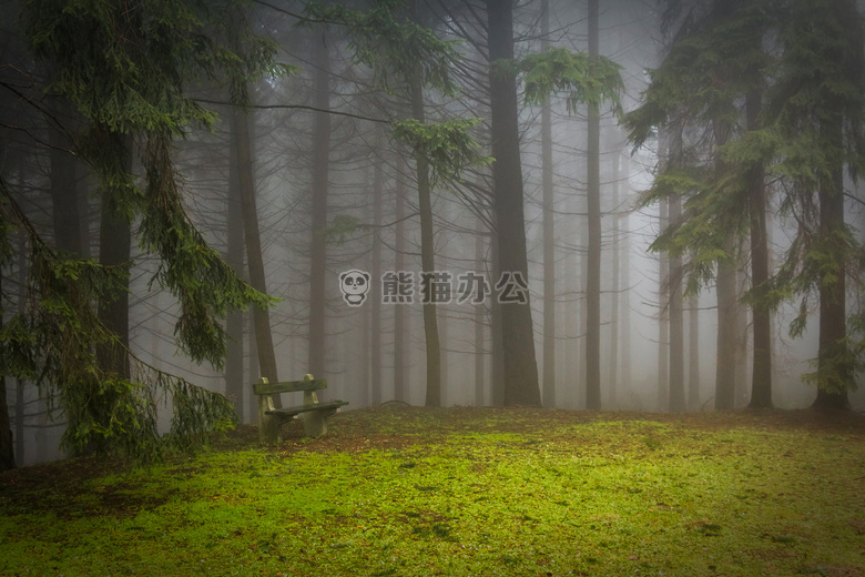 生物 雾 森林