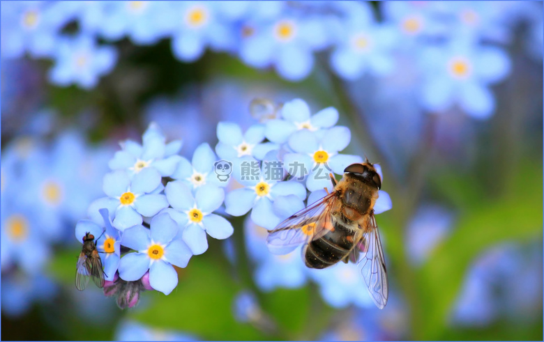 蜜蜂 开花 植物区系
