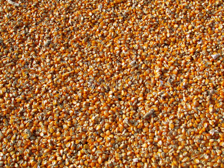 玉米 干燥的 种子