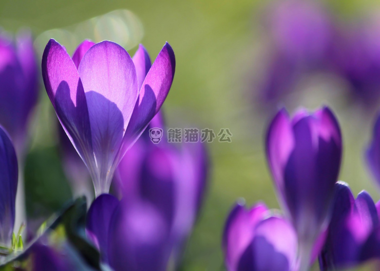 开花 番红花 植物区系