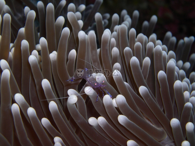 银莲花 珊瑚虫 甲壳动物