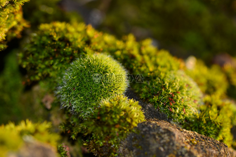 特写 绿色 苔藓