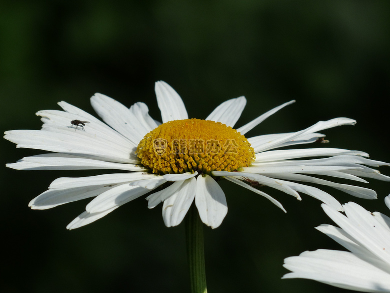 菊科 开花 BLütenmeer