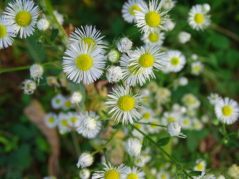 野生小菊花图片