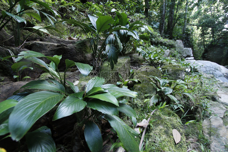 哥伦比亚 丛林 植物