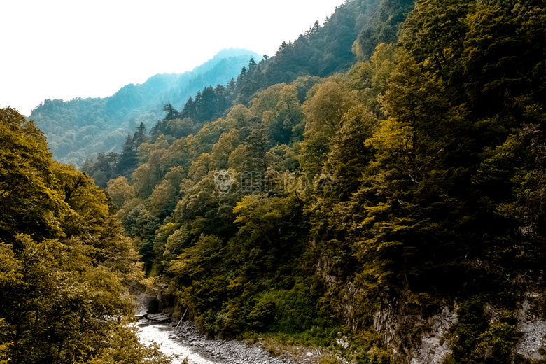 乡村 森林 景观