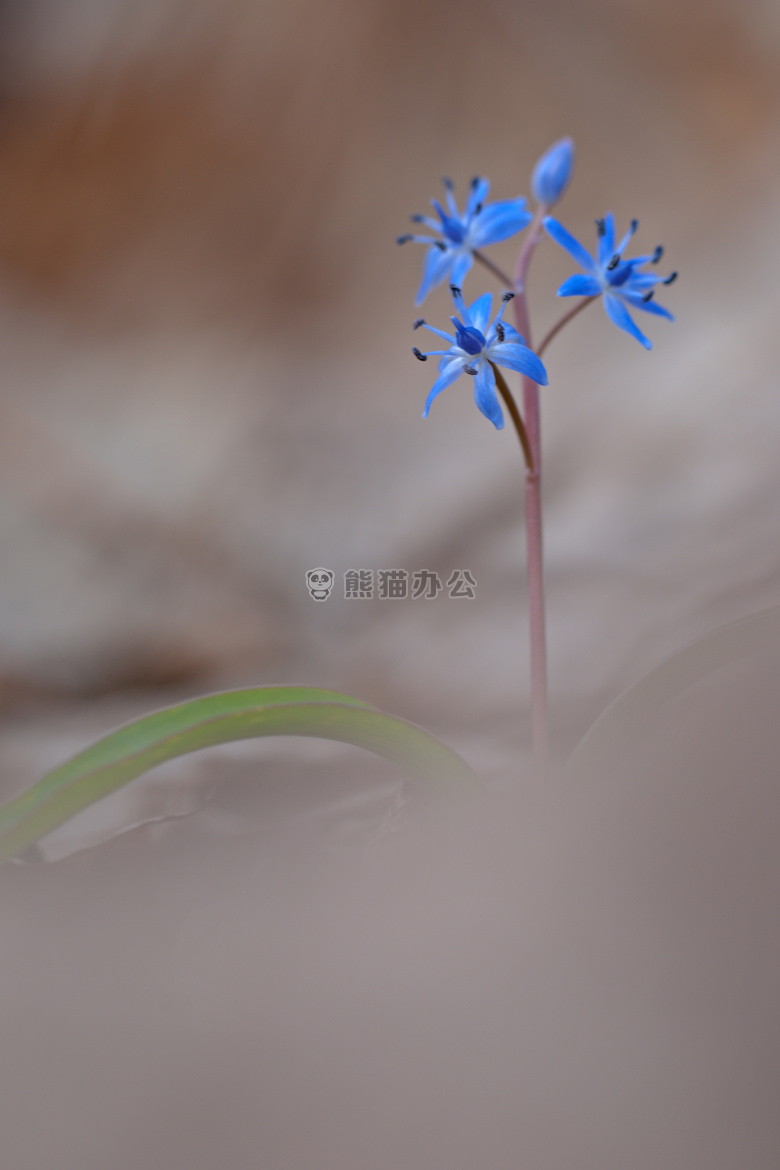 冲积 蓝色 植物区系