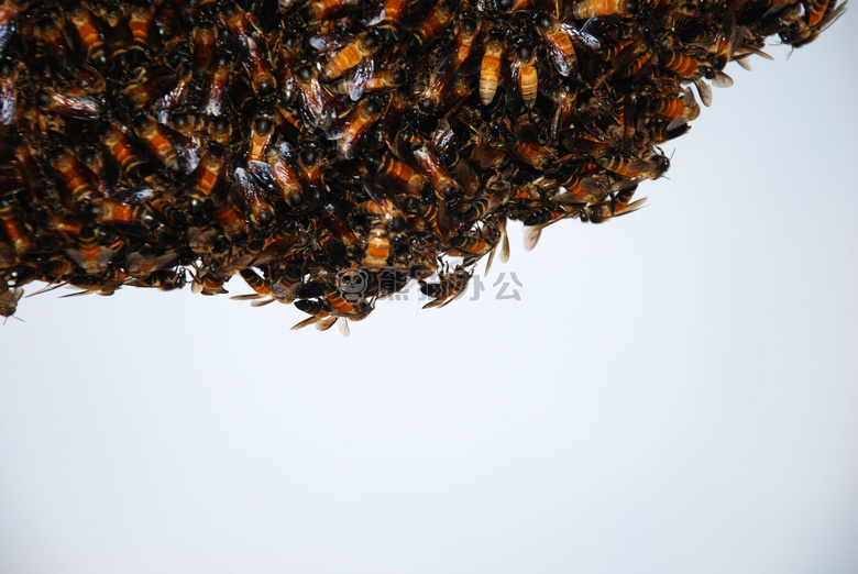 动物 养蜂 蜜蜂