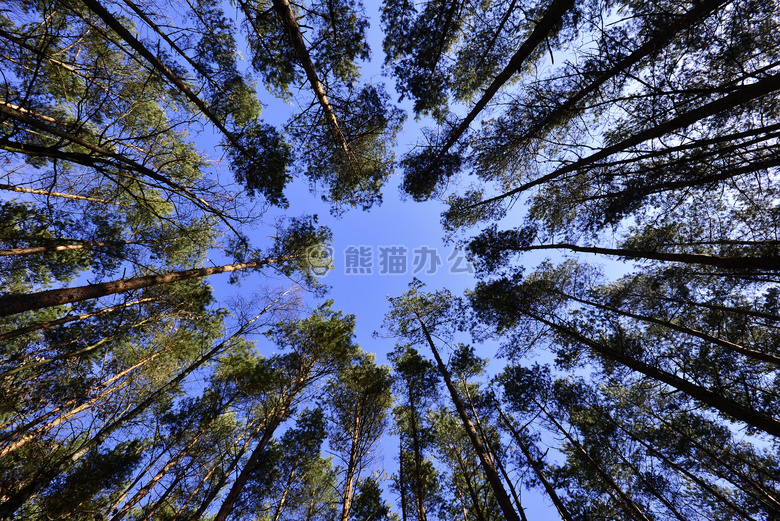 森林 自然 天空