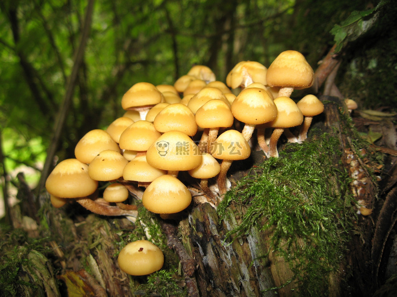 森林 蘑菇 毒蕈