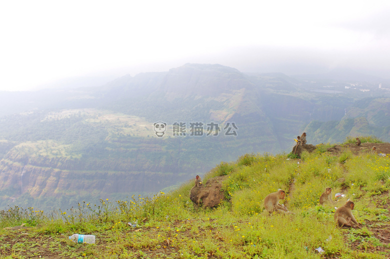 印度 猴子 山