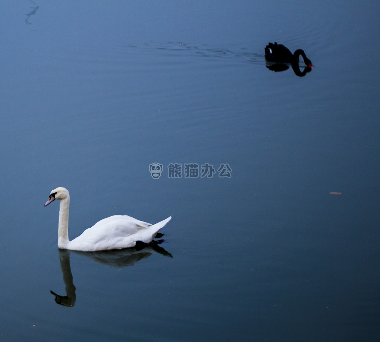 鸭子 鹅 水