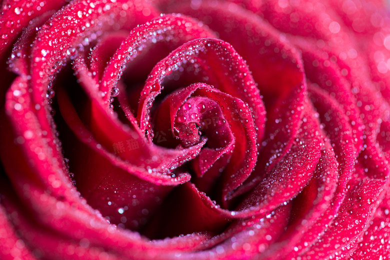 露珠红玫瑰图片