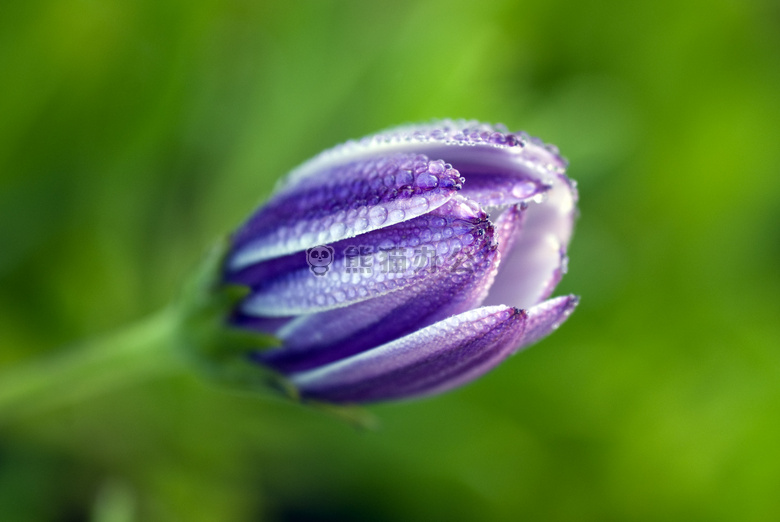 非洲 雏菊 芽