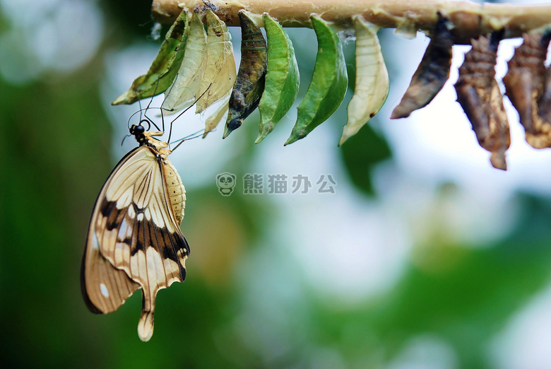 蝴蝶 特写 茧