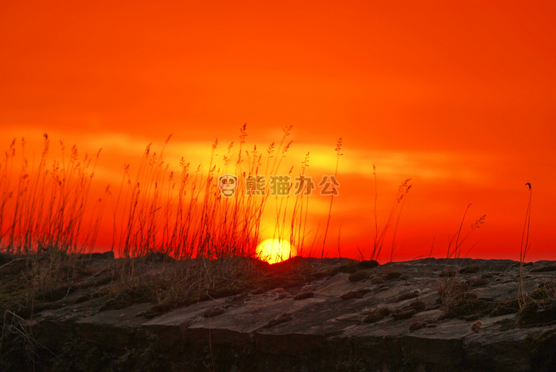 草 天空 太阳