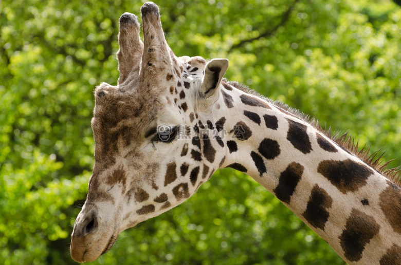 非洲 动物 特写