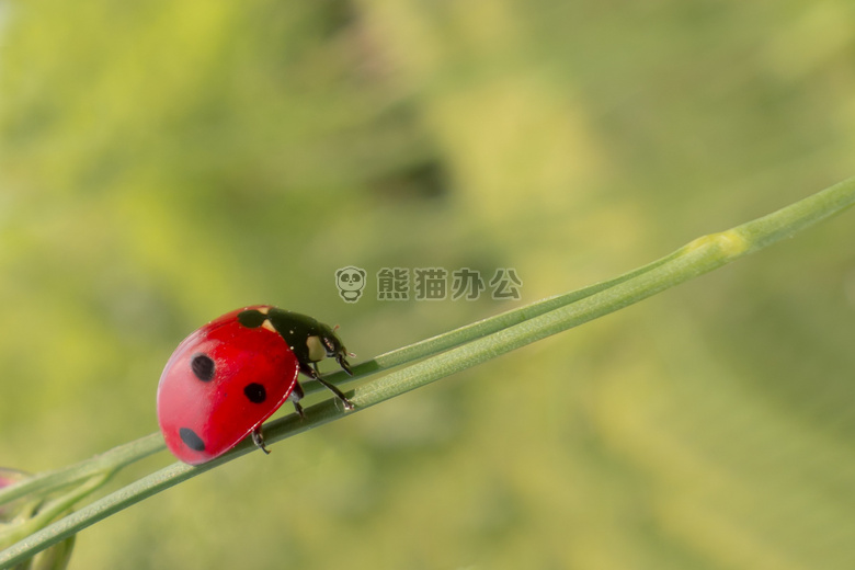 甲虫 特写 昆虫