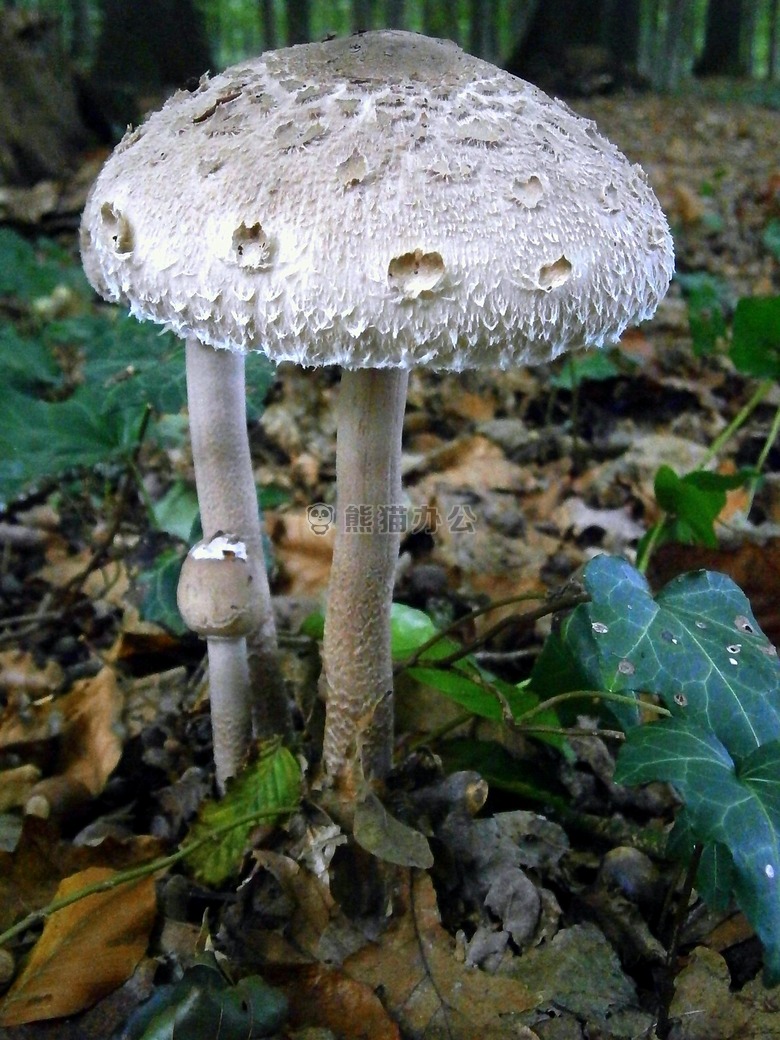森林 蘑菇 灰色