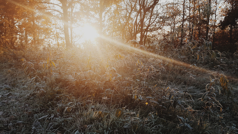 冬日阳光小树林图片