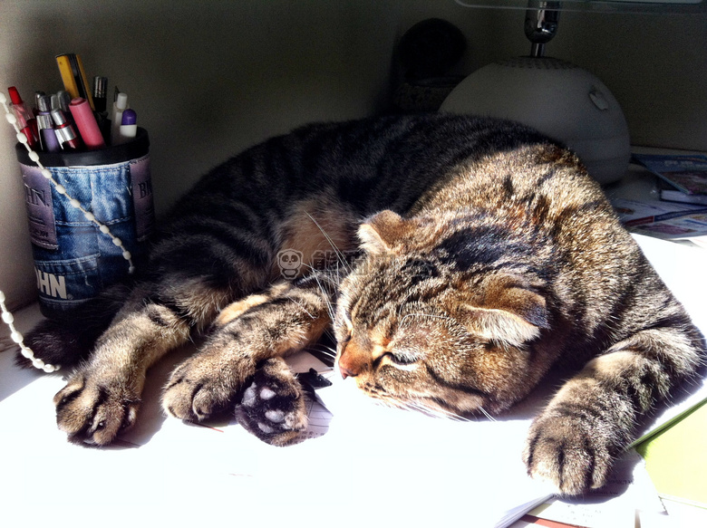 猫 休息 阳光