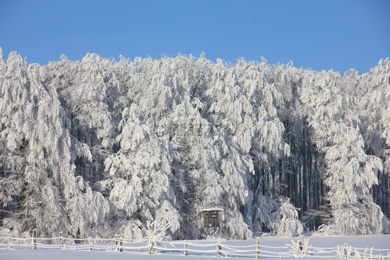 寒冷的 森林 雪