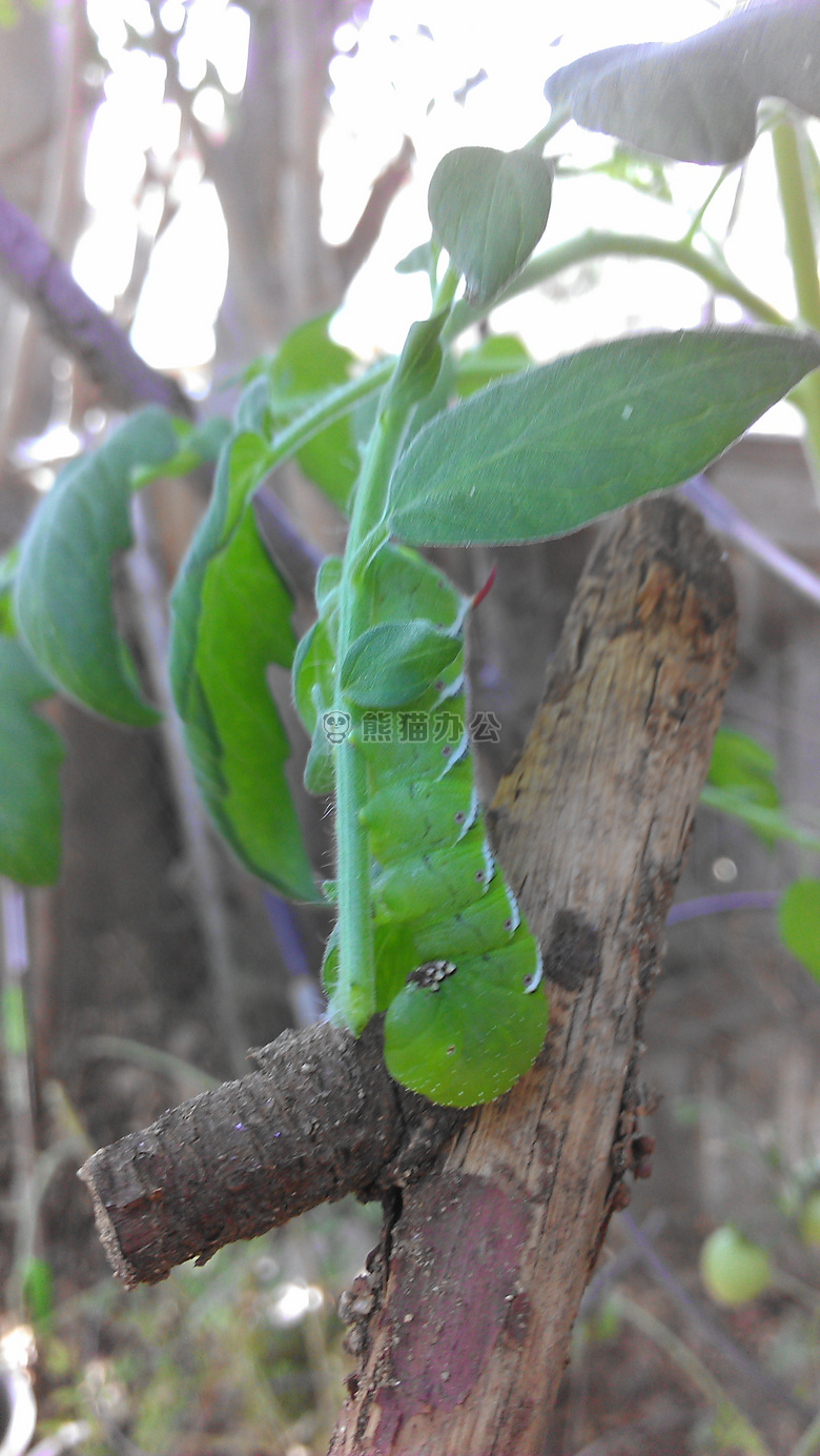 番茄 植物 杀手