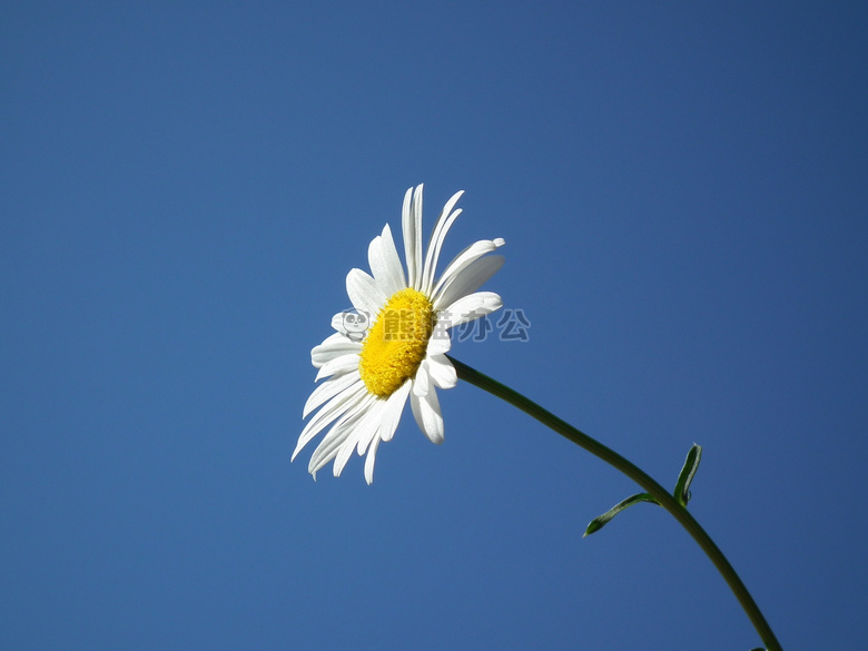 开花 蓝色 雏菊