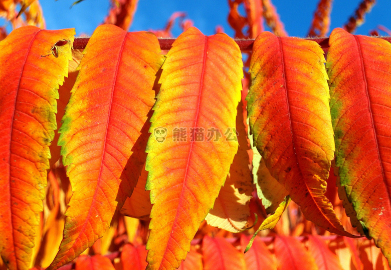 秋天 丰富多彩的 着色