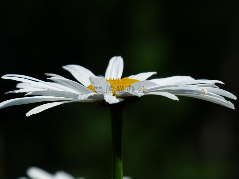 木茼蒿属 菊科 开花