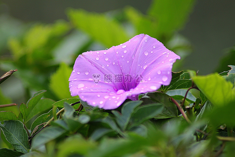 开花 露水 植物区系